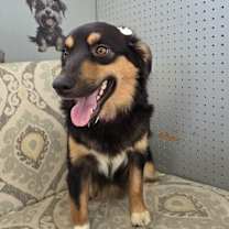 Thumbnail photo of Tillie #3