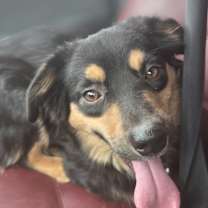 Thumbnail photo of Tillie #4