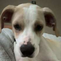 Thumbnail photo of Dakota #3