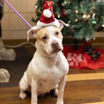 Thumbnail photo of Maple #1