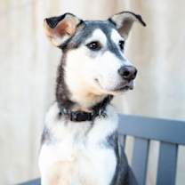 Thumbnail photo of Reign #3