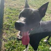 Thumbnail photo of Onyx #2