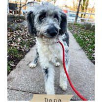 Thumbnail photo of Dana #2