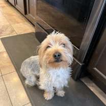 Thumbnail photo of Teddy #1