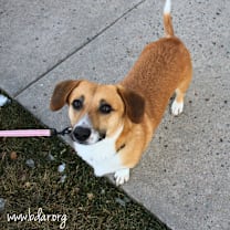 Thumbnail photo of Dino #2