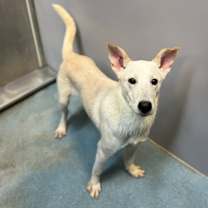 Thumbnail photo of Schmidty #1