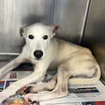 Thumbnail photo of Schmidty #3