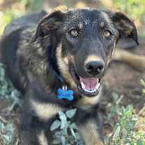 Thumbnail photo of Pandora #1