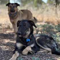 Thumbnail photo of Pandora #2