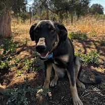 Thumbnail photo of Pandora #3