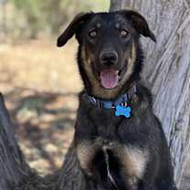 Thumbnail photo of Pandora #4