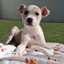 Thumbnail photo of TIFTON 1614 #4