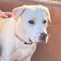 Thumbnail photo of Latte #1