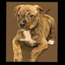 Thumbnail photo of Tom Buchanan #1