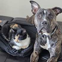 Thumbnail photo of Iris #3