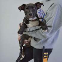 Thumbnail photo of Willie #4