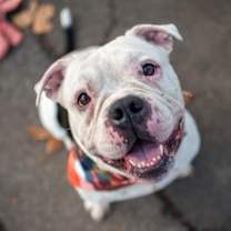 Thumbnail photo of Charcoal #1