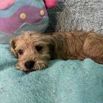 Thumbnail photo of DARLING 1 year 9 pounds #2