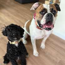 Thumbnail photo of Lola #4