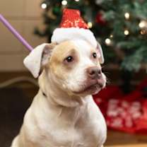 Thumbnail photo of Maple #2