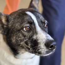 Thumbnail photo of Bowie #3