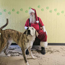 Thumbnail photo of Banx (Bernie) #1