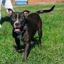 Thumbnail photo of Phat Llama #4