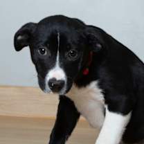 Thumbnail photo of Prance D67243 #1