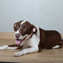 Thumbnail photo of Miles (tripod) D67267 #1