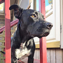 Thumbnail photo of Tuxedo #1