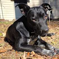 Thumbnail photo of Tuxedo #2