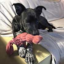 Thumbnail photo of Tuxedo #3