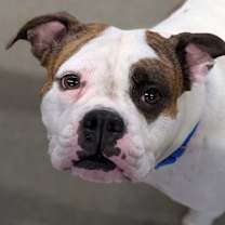 Thumbnail photo of Nyla #3