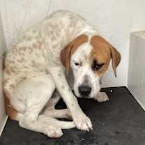 Thumbnail photo of Yule (lilac st) #2