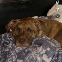 Thumbnail photo of Nyla #4