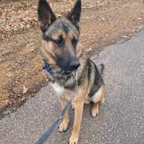 Thumbnail photo of Zeus #1