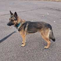 Thumbnail photo of Zeus #2