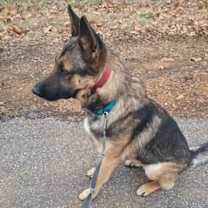 Thumbnail photo of Zeus #4