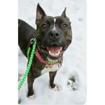 Thumbnail photo of Magnolia #1