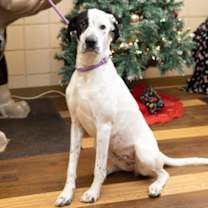 Thumbnail photo of Pinta #1