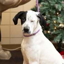 Thumbnail photo of Pinta #2