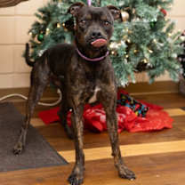 Thumbnail photo of Drako #1