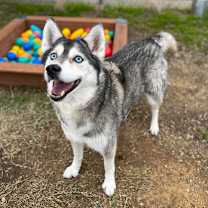 Thumbnail photo of Snowcone #3