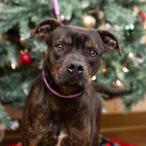 Thumbnail photo of Drako #2