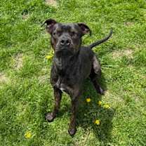 Thumbnail photo of Drako #3