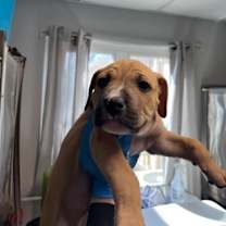 Thumbnail photo of Tars #2