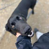 Thumbnail photo of Bluegill #3