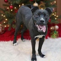 Thumbnail photo of Wicket 25/802 #1