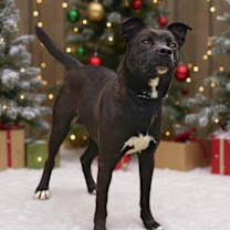 Thumbnail photo of Wicket 25/802 #3