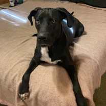 Thumbnail photo of Riff Raff #2